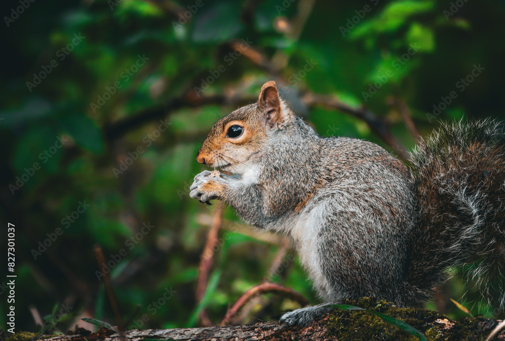 Closeup of a squirrel perched on a branch Closeup of a squirrel perched on a branch