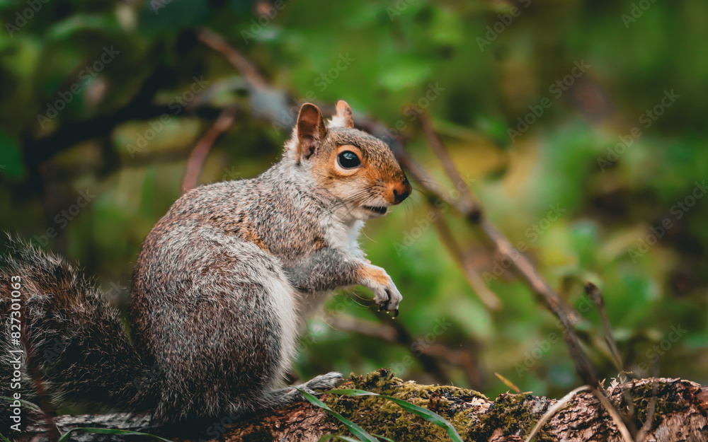 Closeup of a squirrel perched on a branch Closeup of a squirrel perched on a branch