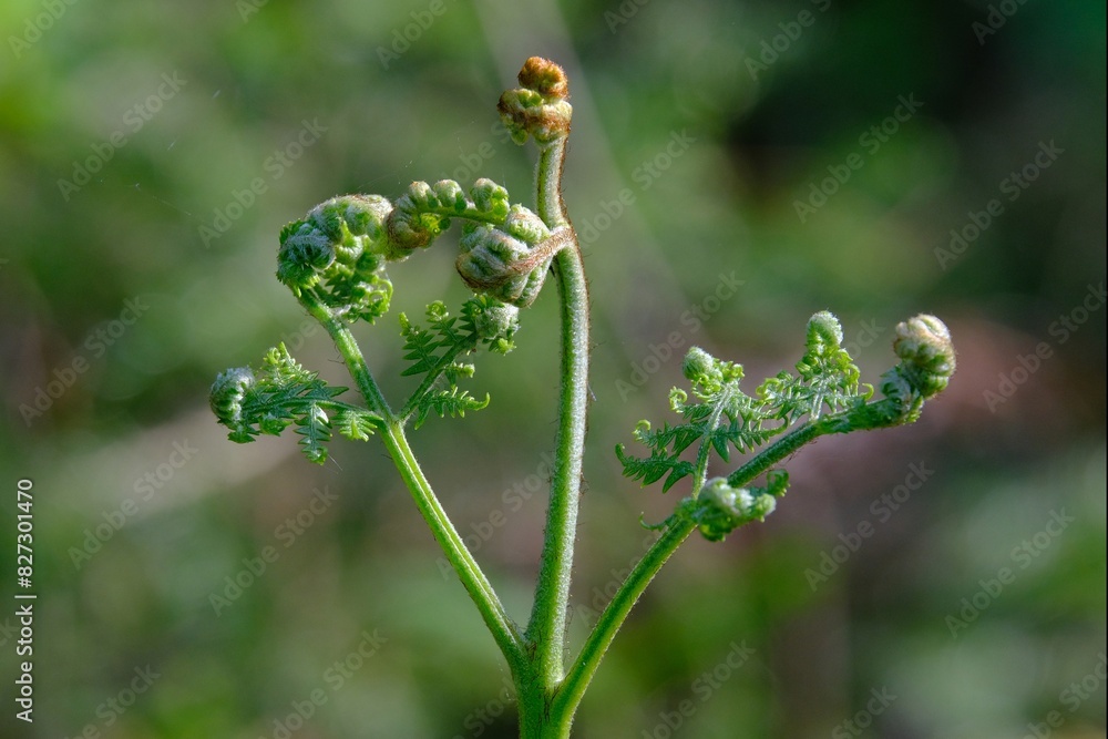 A close-up of young shoots of a forest bracken fern Pteridium (Pteridium aquilinum, pasture brake, common bracken, eagle fern). Bracken rhizome and young pastoral leaves are edible after processing. A close-up of young shoots of a forest bracken fern Pteridium (Pteridium aquilinum, pasture brake, common bracken, eagle fern). Bracken rhizome and young pastoral leaves are edible after processing.