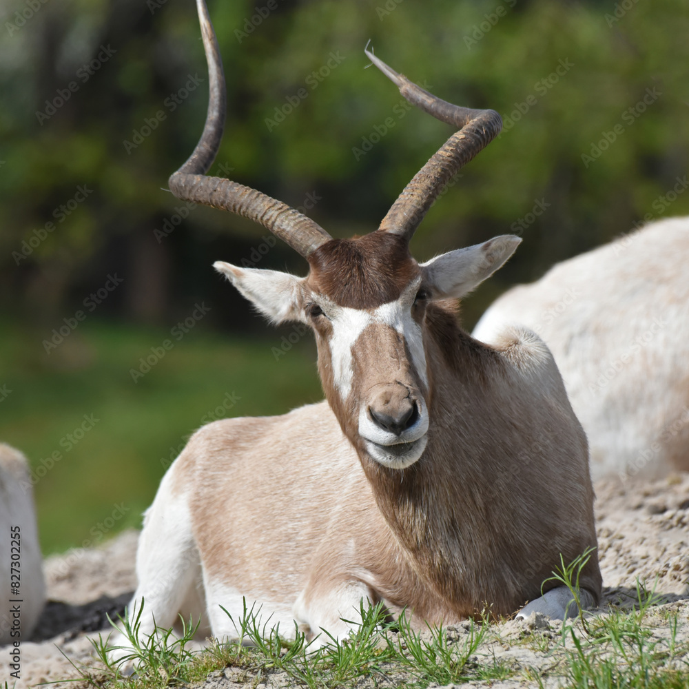 The addax, also known as the white antelope and the screwhorn antelope, is an antelope native to the Sahara Desert