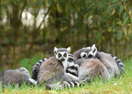 Group of ring-tailed lemur (Lemur catta), the most internationally recognized lemur species