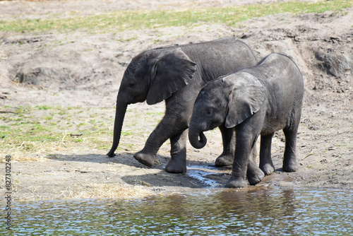 Two young elephants at the edge of a pool