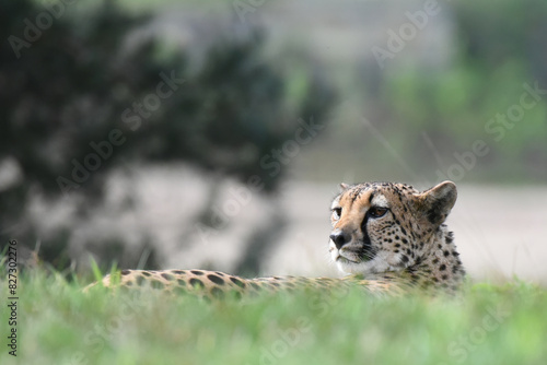 Cheetah resting in the grass