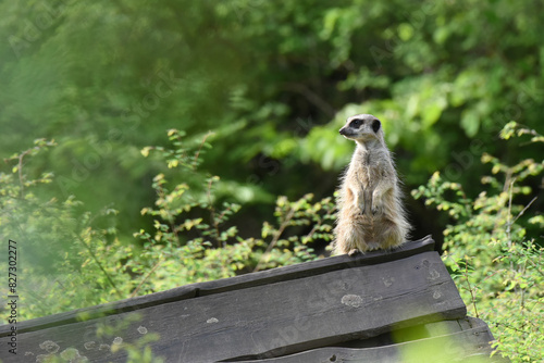 Meerkat (Suricata suricatta) on the look-out