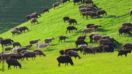 flock of fat-tiled sheep is grazing on green hillside sloped pasture at sunny spring day. photo