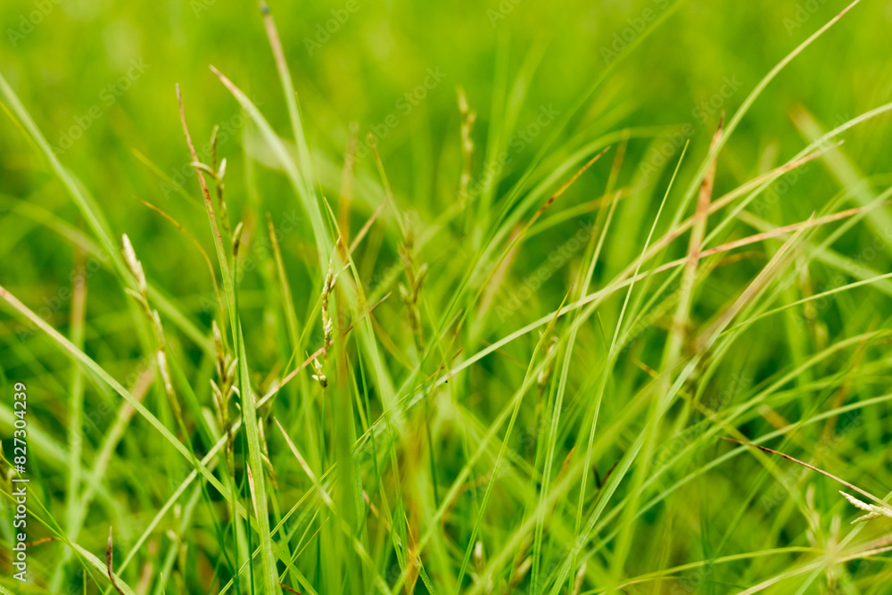 green grass on the glade green grass on the glade