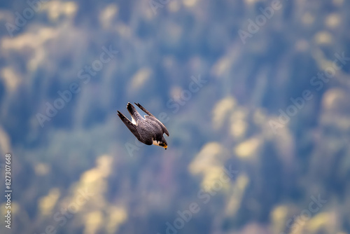 Fotografie Peregrine falcon in mid-air dive at Mount Maxwell, Salt Spring Island, BC Canada