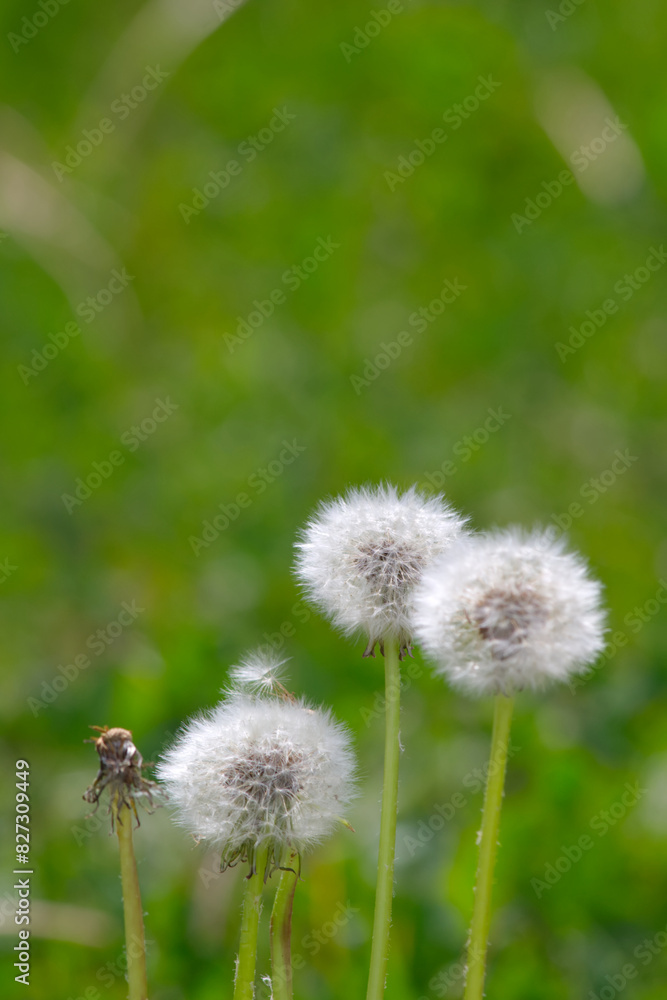 Dandelion heads in the grass, close-up background. Dandelion heads in the grass, close-up background.
