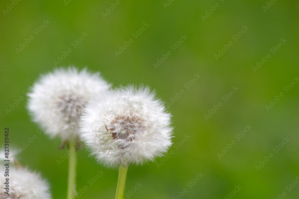 Dandelion heads in the grass, close-up background. Dandelion heads in the grass, close-up background.