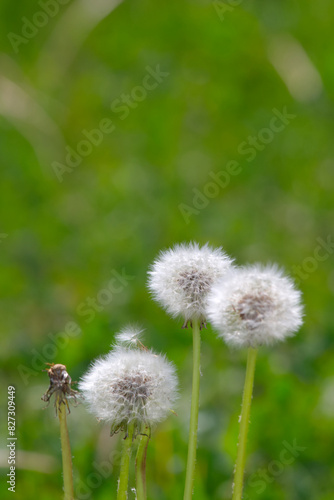 Dandelion heads in the grass  close-up background.
