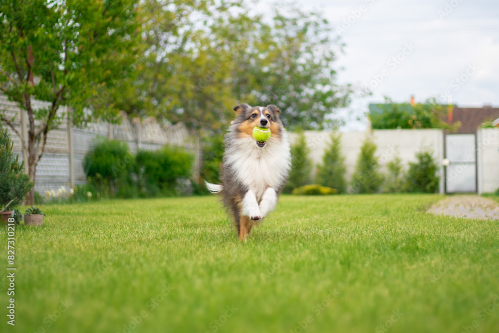 Cute fluffy gray tricolor dog shetland sheepdog. Happy active sheltie is running and playing with toy ball in garden Cute fluffy gray tricolor dog shetland sheepdog. Happy active sheltie is running and playing with toy ball in garden