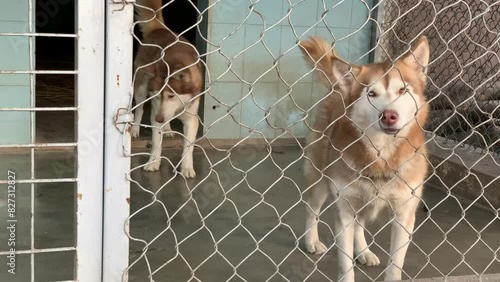 Beautiful Huskey dogs inside the cage in a zoo at Bahria Town, Islamabad, Pakistan photo