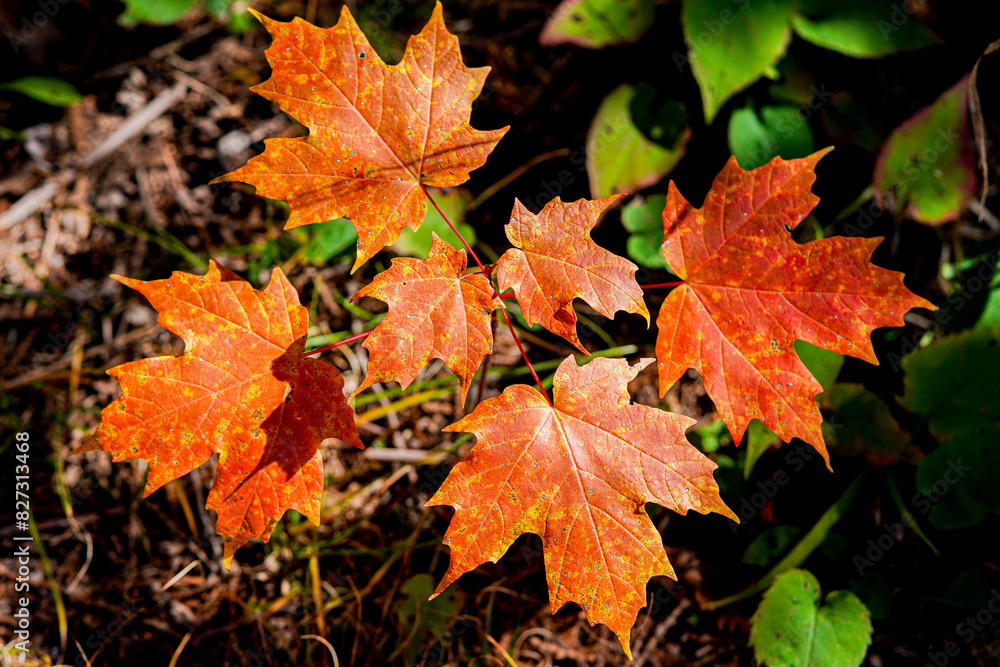 Vibrant maple leaves in beautiful fall colors. Vibrant maple leaves in beautiful fall colors.