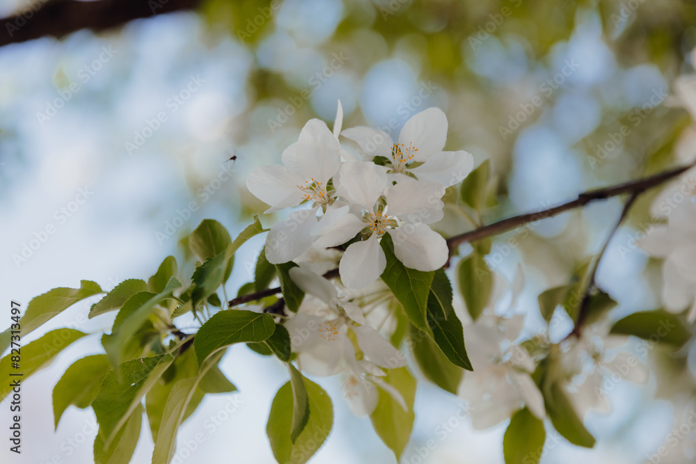 Closeup of blooming flowers on a tree branch in a park in spring Closeup of blooming flowers on a tree branch in a park in spring