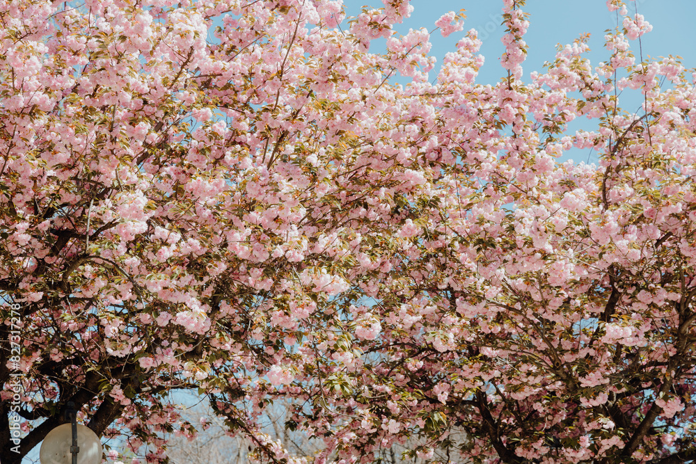Fototapeta premium Park with benches under blossoming tree branches