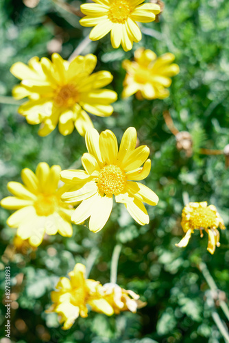 Close-Up of Yellow Daisies in Bloom