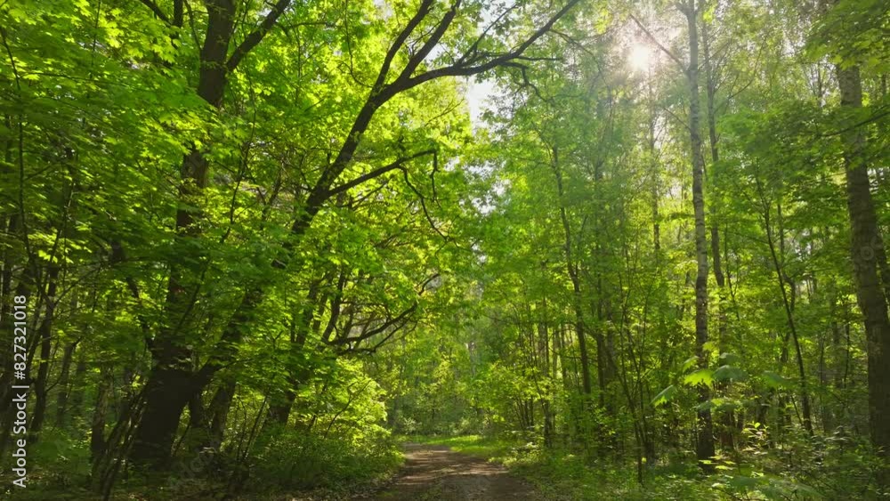 Sun green summer morning sunrise sunset sunlight grass rays forest nature Sun green summer morning sunrise sunset sunlight grass rays forest nature