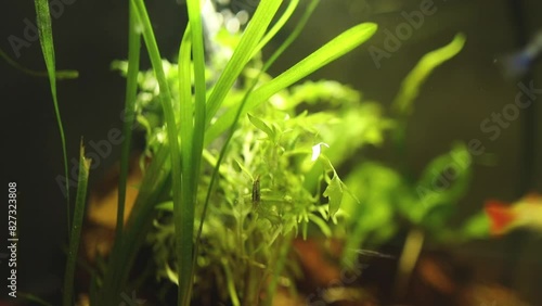 Freshwater shrimp and guppies swimming in an aquarium with crystal clrear water with blur background photo