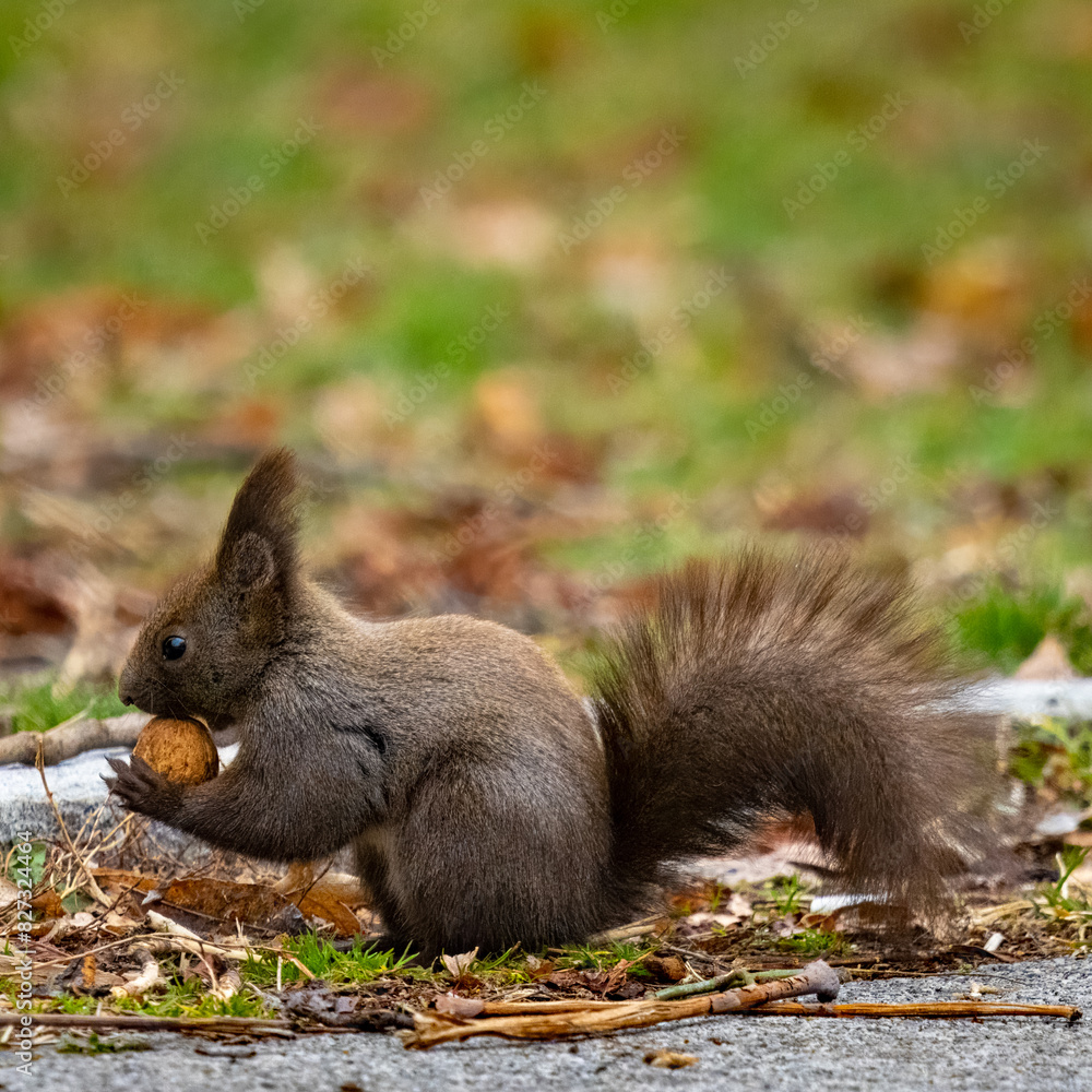 Squirrel foraging on the ground with food on its head in a natural setting. Squirrel foraging on the ground with food on its head in a natural setting.