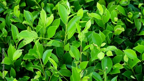 Wallpaper Mural Bush of green tea leaves close up Torontodigital.ca