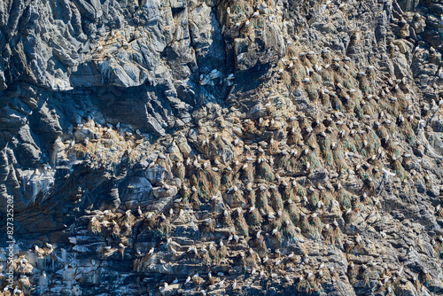 sea birds sitting in cliff of Runde island in Norway.