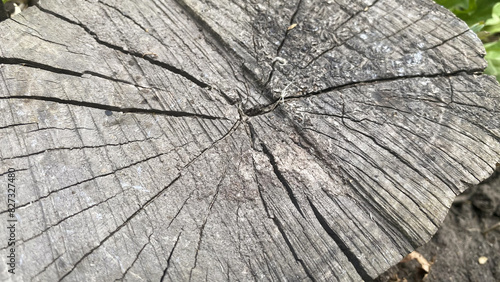 Texture of old wood, with cracks, close-up shot