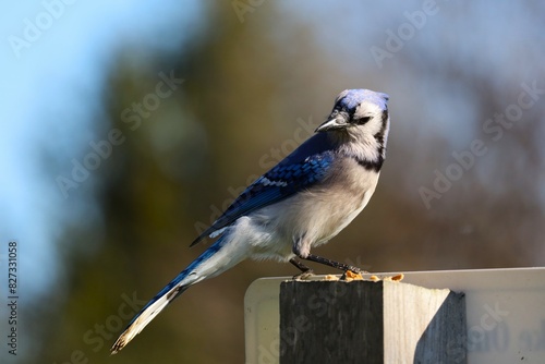 Image of a male Bluejay perched atop a trail sign at Lynde Shores near Lake Ontario. photo