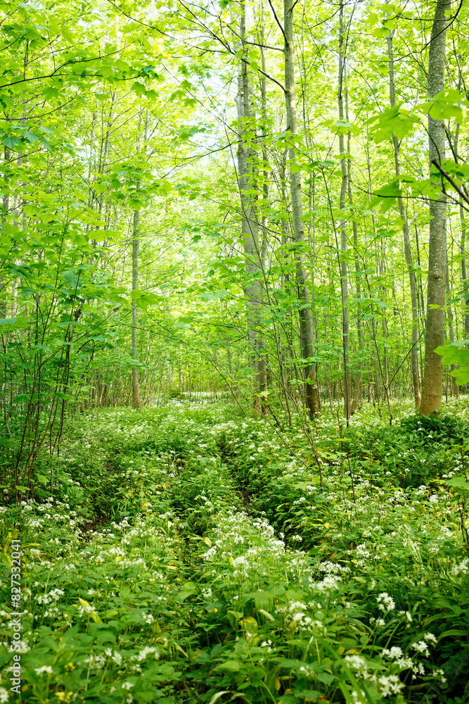 Obraz premium Landscape with blooming wild garlic in a German spring forest.