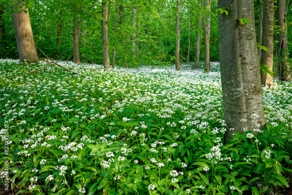 Landscape with blooming wild garlic in a German spring forest. Landscape with blooming wild garlic in a German spring forest.