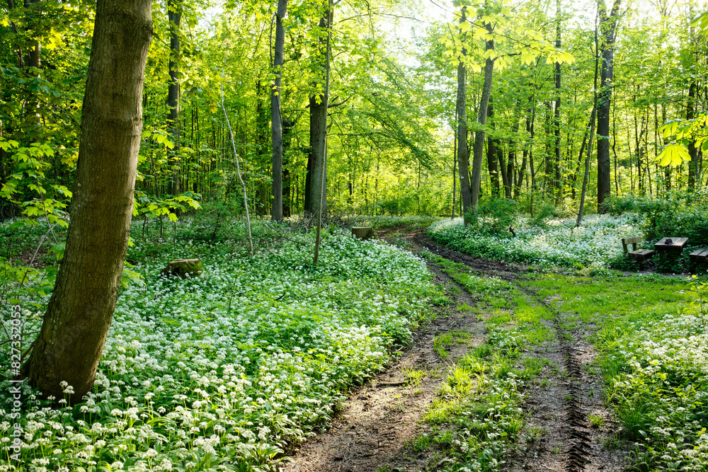 Obraz premium Landscape with blooming wild garlic in a German spring forest.