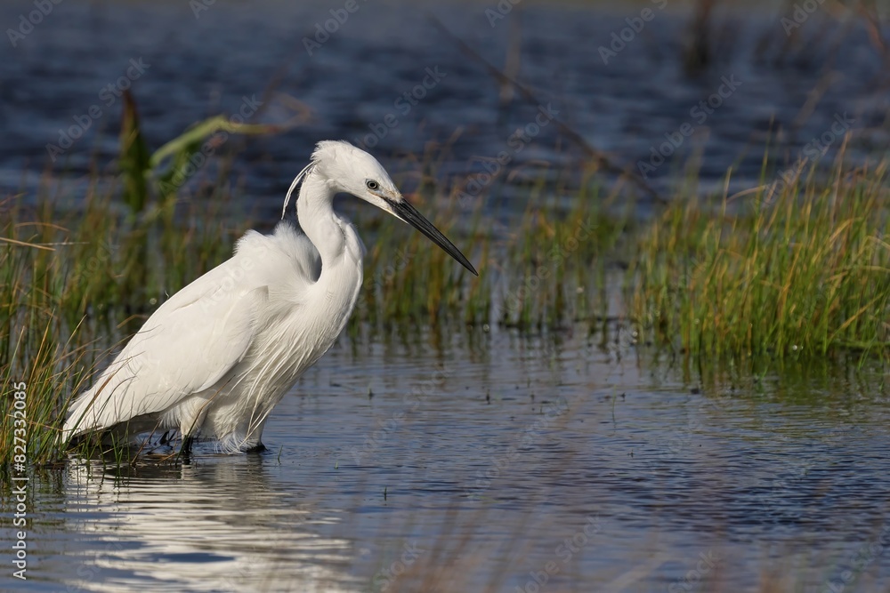 a white bird standing in shallow water and a grass field a white bird standing in shallow water and a grass field