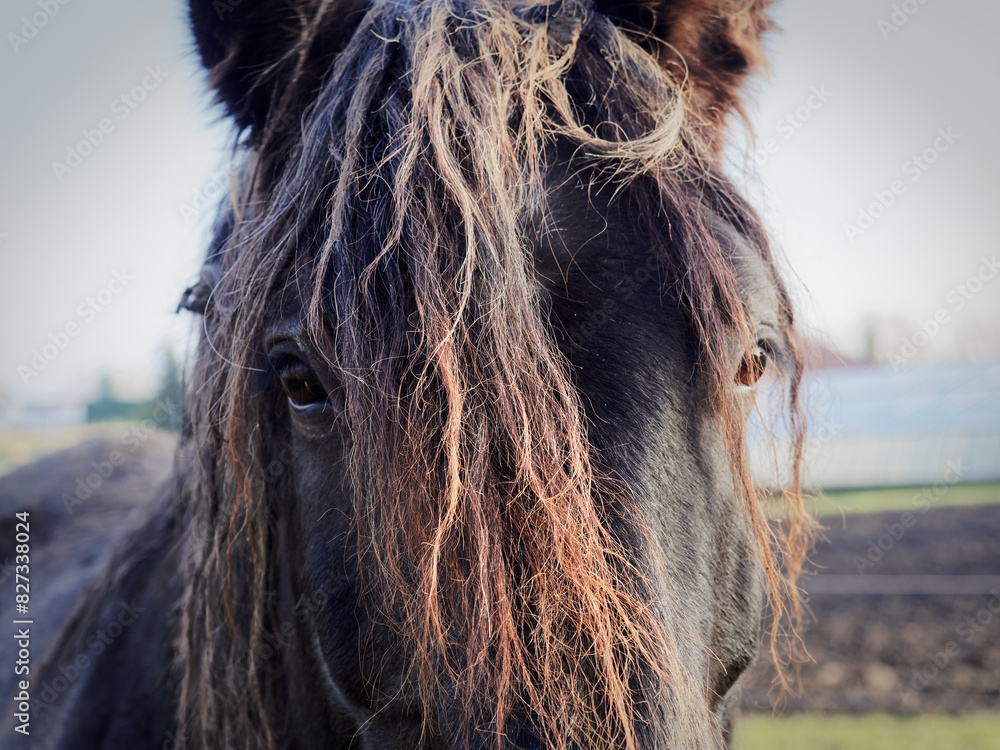 Close-up of a horse with a brown mane on its forehead Close-up of a horse with a brown mane on its forehead