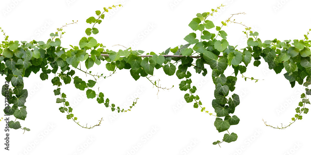 green leaves on white background green leaves on white background