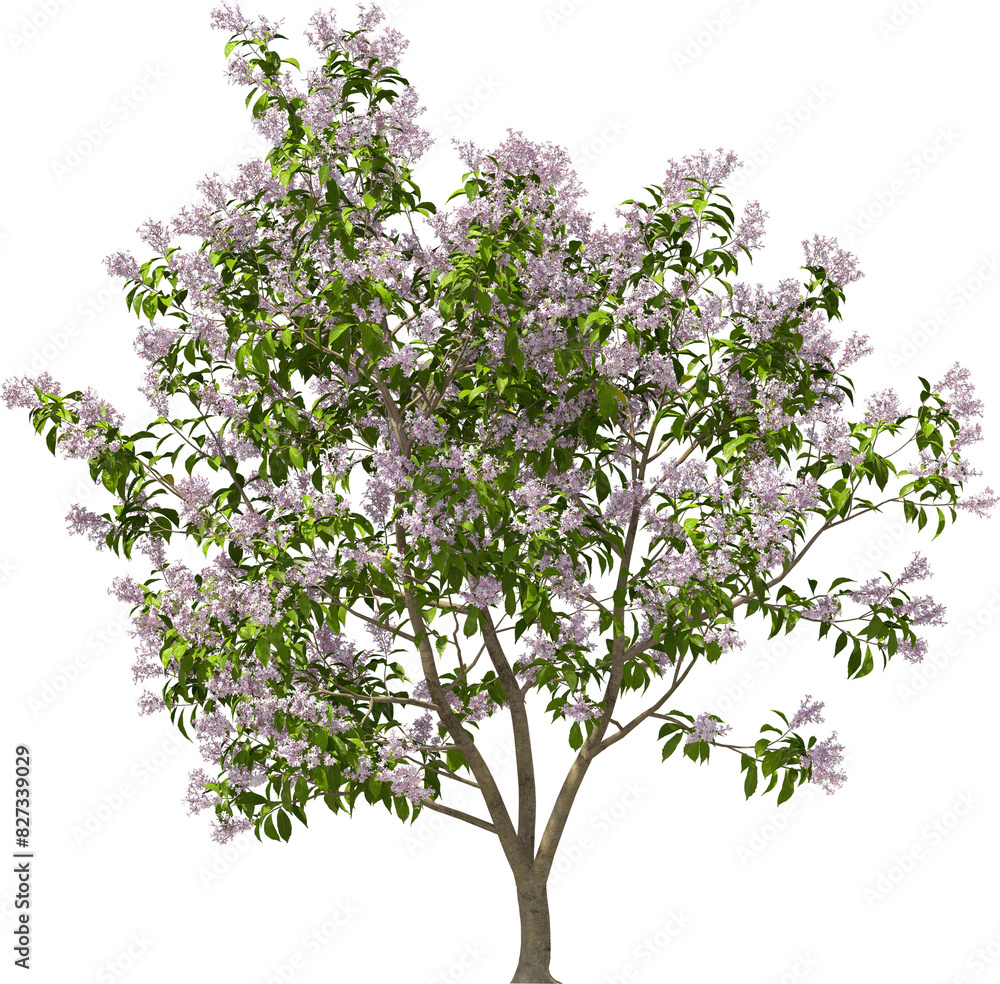 round-leaved lilac hq arch viz plant tree bush round-leaved lilac hq arch viz plant tree bush