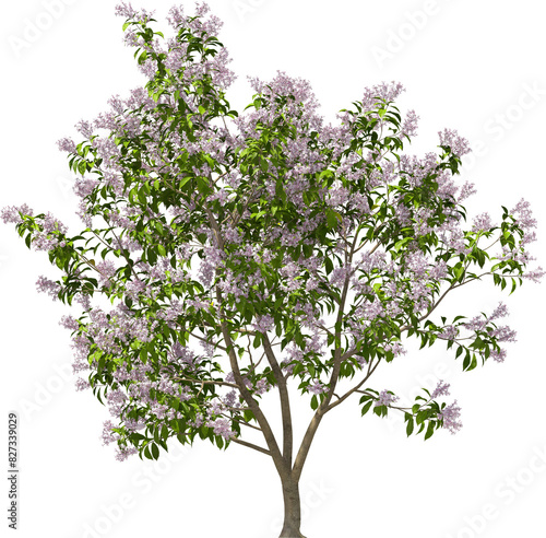 Obraz na płótnie round-leaved lilac hq arch viz plant tree bush w salonie