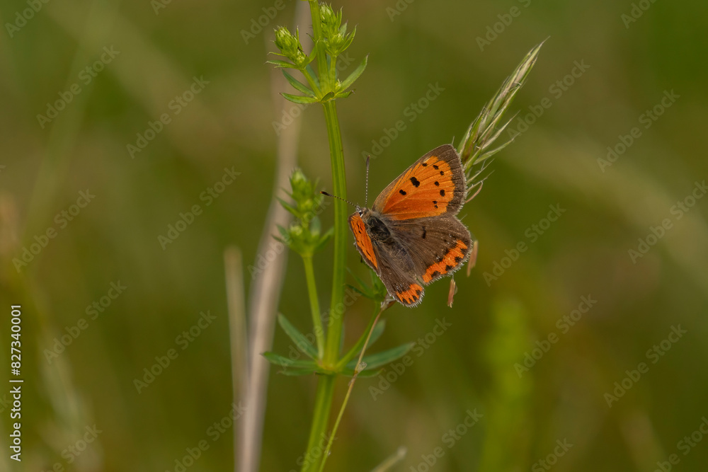 Small Copper Gossamer-winged butterfly on the stem of hay grass Small Copper Gossamer-winged butterfly on the stem of hay grass