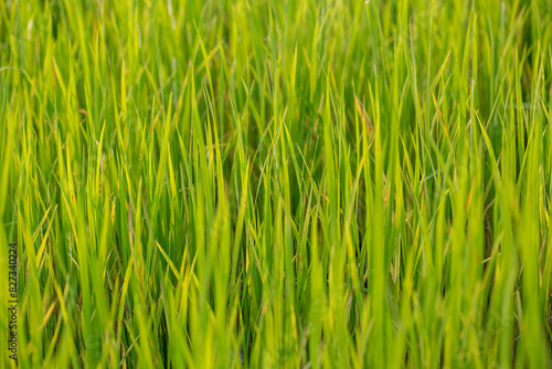  Rice field images might have seasonal demand linked to agricultural cycles, cultural festivals, or travel seasons. © Weerawat