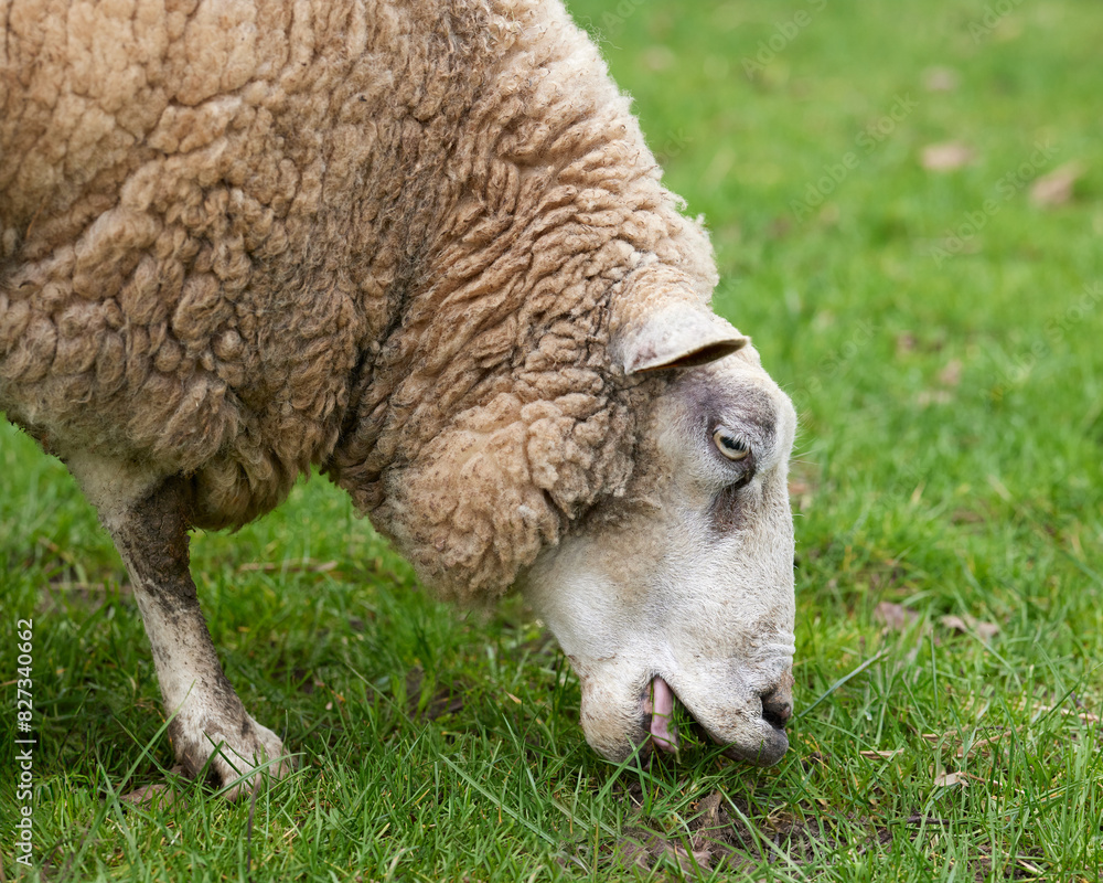 Close up head shot of white sheep grazing Close up head shot of white sheep grazing