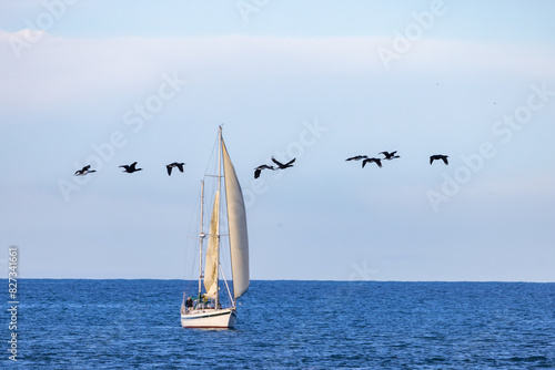 A sailing boat in the sea with the Pacific Ocean, seabird, blue sky and cloud 
background, along the coastal Otago near Dunedin, in the South Island, New Zealand photo