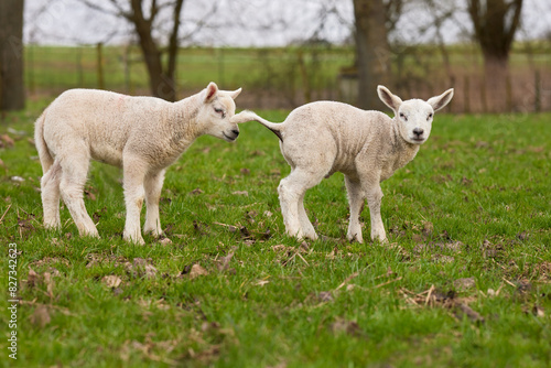 Two white lambs play on meadow