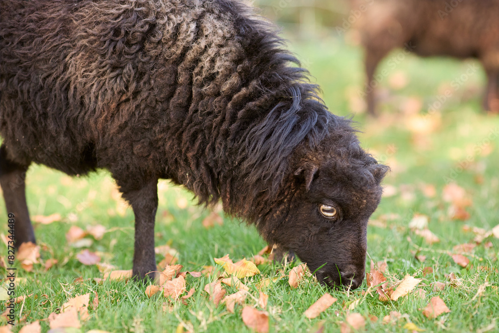 Black female ouessant sheep grazes on meadow Black female ouessant sheep grazes on meadow