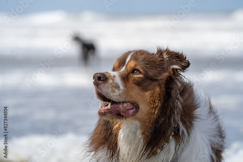 Border collie dog running in the water and enjoying the sun at the sand beach. Dog having fun at sea in summer. 