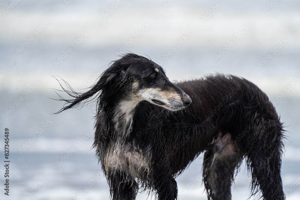 Fototapeta premium The English Greyhound, or simply the Greyhound dog, at the beach enjoying the sun, playing in the sand at summertime