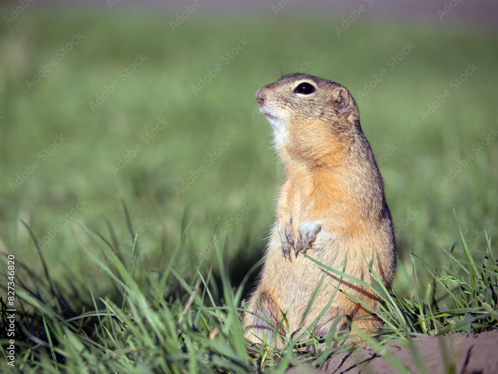 Prairie dog on a grass field looking at the camera. Prairie dog on a grass field looking at the camera.