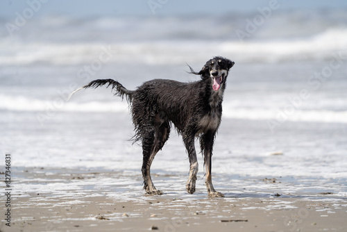 The English Greyhound, or simply the Greyhound dog,  at the beach enjoying the sun, playing in the sand at summertime