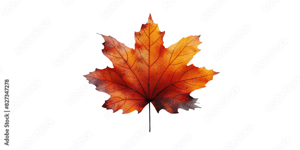 Fototapeta premium autumn maple leaf transparent background