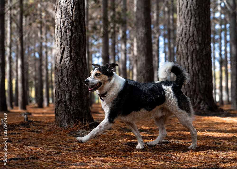Monochrome dog strolls in a woodland setting. Monochrome dog strolls in a woodland setting.