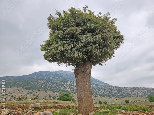 An aged oak tree (Quercus sp.) in Akoren Ancient City in Aladag district of Adana province in Turkey photo