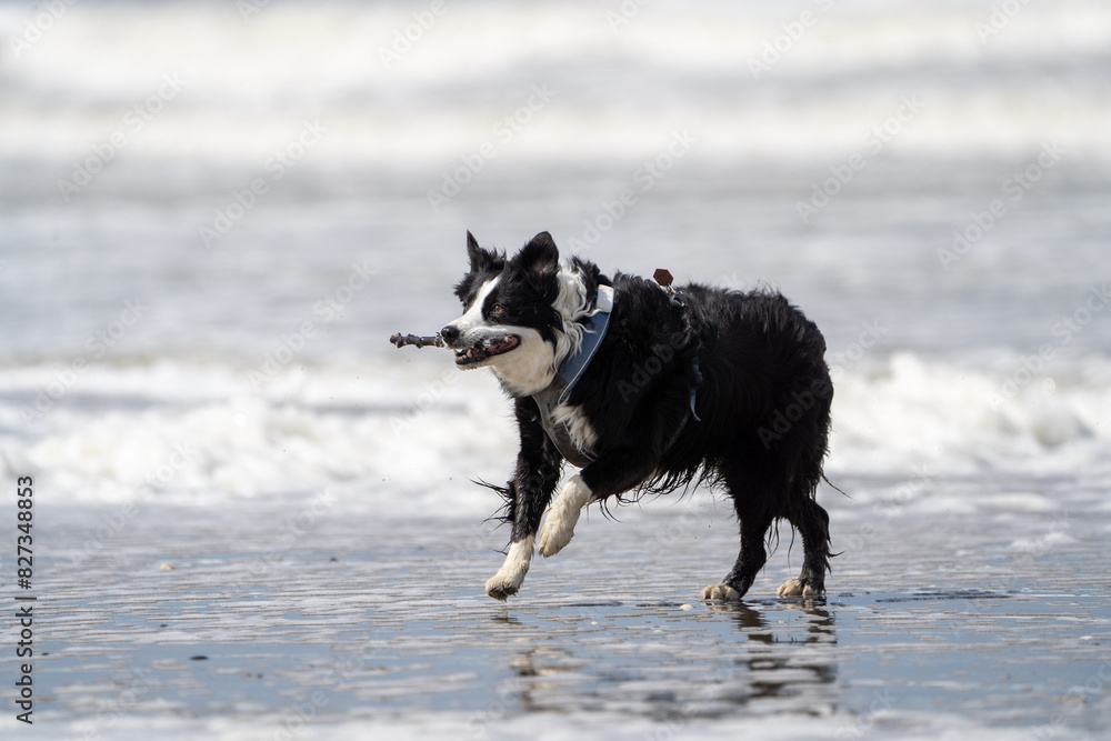 Border collie dog running in the water and enjoying the sun at the sand beach. Dog having fun at sea in summer.
Border collie dog running in the water and enjoying the sun at the sand beach. Dog having fun at sea in summer.