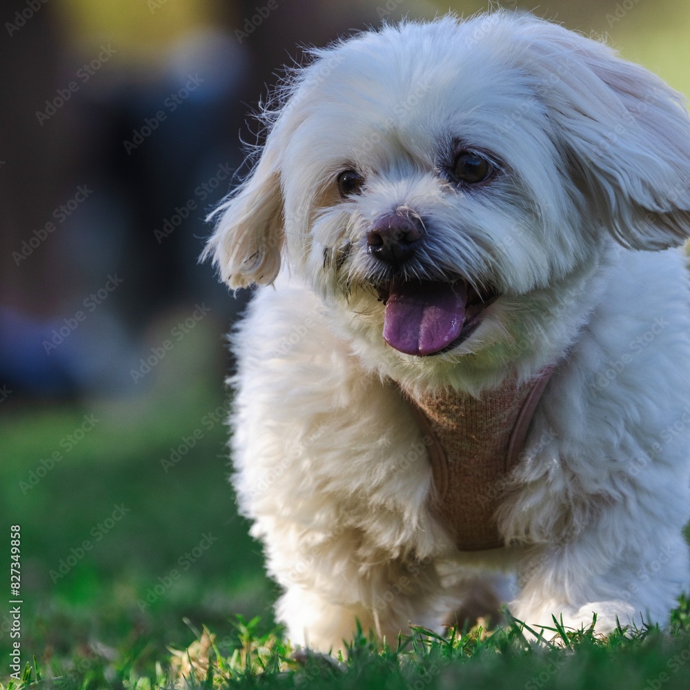 Lone dog running through a park on grass Lone dog running through a park on grass